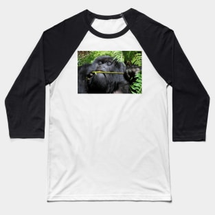 Silverback Gorilla Eating,  Hirwa Group,  Rwanda,  East Africa Baseball T-Shirt